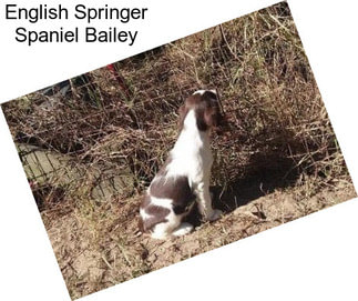 English Springer Spaniel Bailey