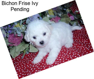 Bichon Frise Ivy Pending