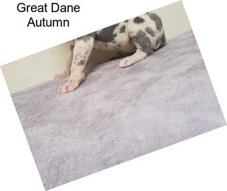 Great Dane Autumn