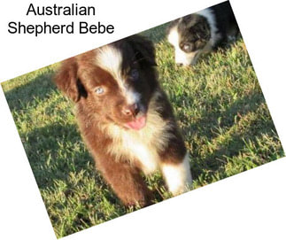 Australian Shepherd Bebe