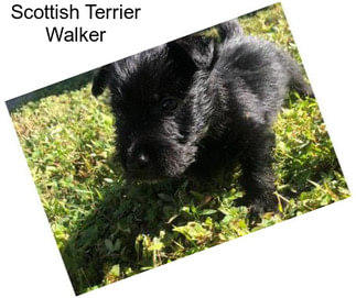 Scottish Terrier Walker