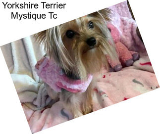 Yorkshire Terrier Mystique Tc