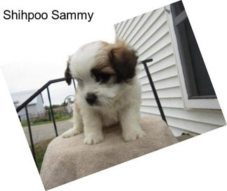 Shihpoo Sammy