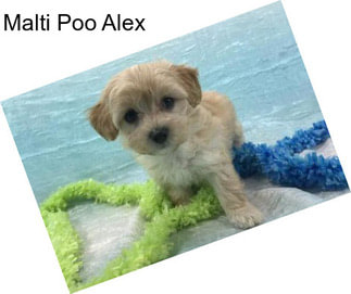 Malti Poo Alex