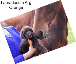 Labradoodle Arg Orange