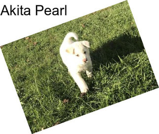 Akita Pearl