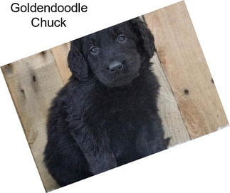 Goldendoodle Chuck