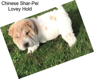 Chinese Shar-Pei Lovey Hold