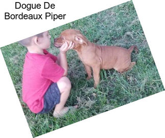 Dogue De Bordeaux Piper