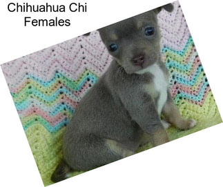 Chihuahua Chi Females