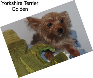 Yorkshire Terrier Golden
