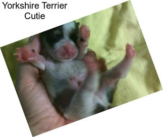 Yorkshire Terrier Cutie