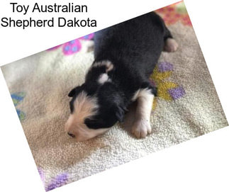 Toy Australian Shepherd Dakota