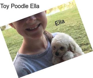Toy Poodle Ella