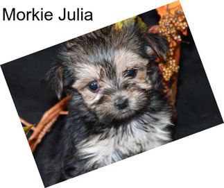 Morkie Julia