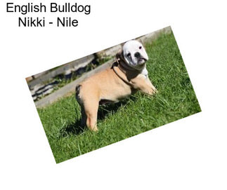 English Bulldog Nikki - Nile