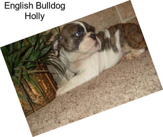 English Bulldog Holly