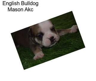 English Bulldog Mason Akc