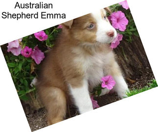 Australian Shepherd Emma