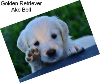 Golden Retriever Akc Bell