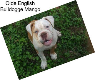 Olde English Bulldogge Mango