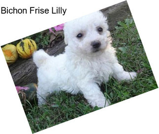 Bichon Frise Lilly