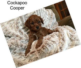 Cockapoo Cooper