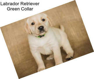 Labrador Retriever Green Collar