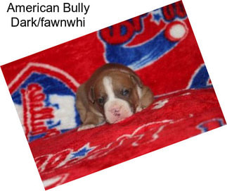 American Bully Dark/fawnwhi