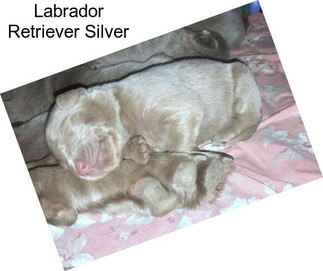 Labrador Retriever Silver