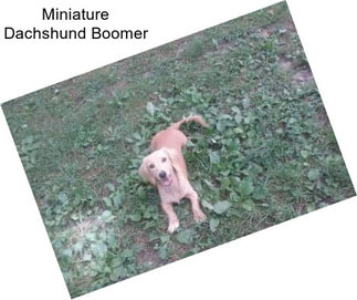 Miniature Dachshund Boomer