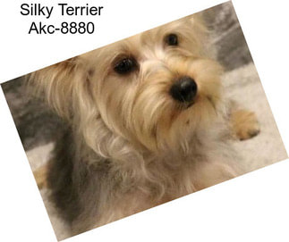 Silky Terrier Akc-8880