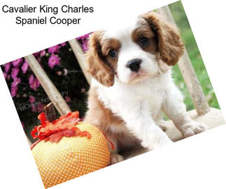 Cavalier King Charles Spaniel Cooper