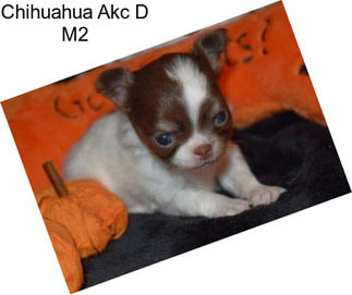 Chihuahua Akc D M2