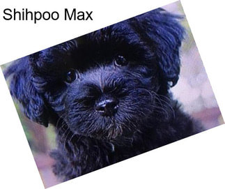 Shihpoo Max