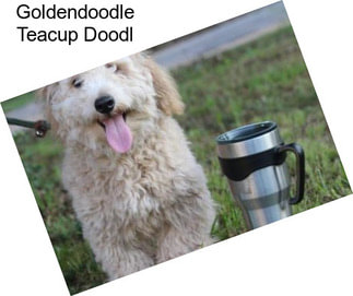 Goldendoodle Teacup Doodl