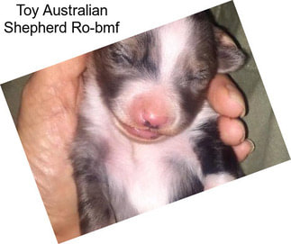 Toy Australian Shepherd Ro-bmf
