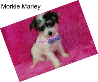 Morkie Marley