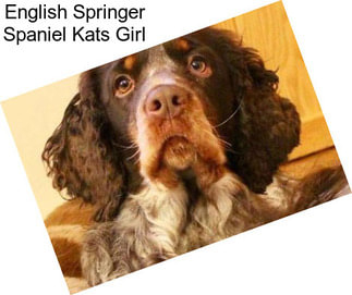 English Springer Spaniel Kats Girl