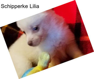 Schipperke Lilia