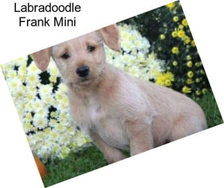 Labradoodle Frank Mini