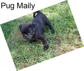 Pug Maily