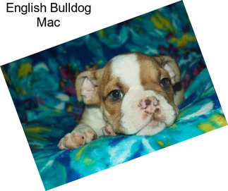 English Bulldog Mac