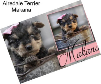 Airedale Terrier Makana