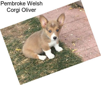 Pembroke Welsh Corgi Oliver