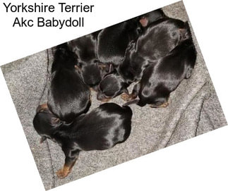 Yorkshire Terrier Akc Babydoll