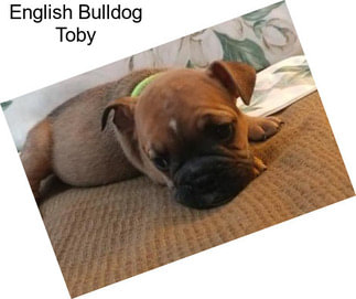 English Bulldog Toby