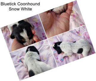 Bluetick Coonhound Snow White