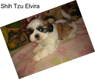 Shih Tzu Elvira