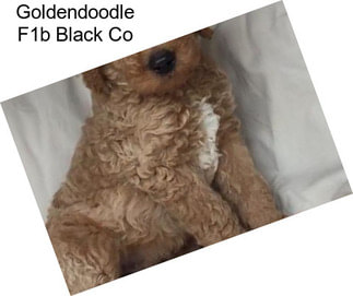 Goldendoodle F1b Black Co